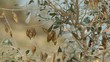 The desert vegetation swaying in the wind