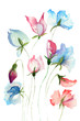 Sweet pea flowers