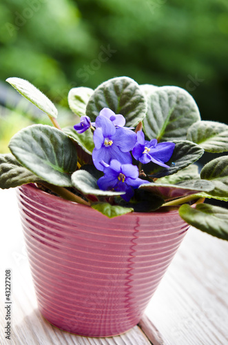 Foto: African violet African violet