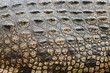 Crocodile .