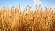 Video: Gesunde reife Gerste im Sommer Gesunde reife Gerste im Sommer