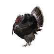 Turkey Bird