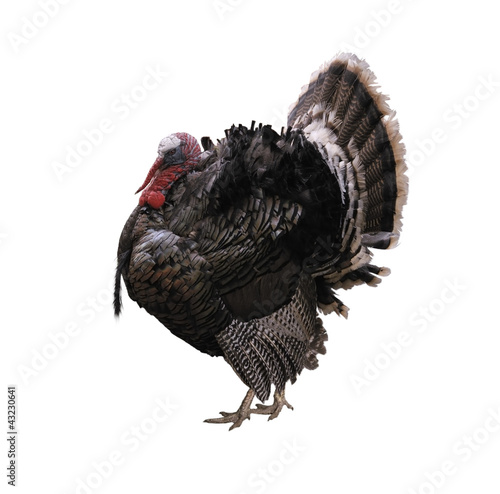 Photo: Turkey Bird Turkey Bird