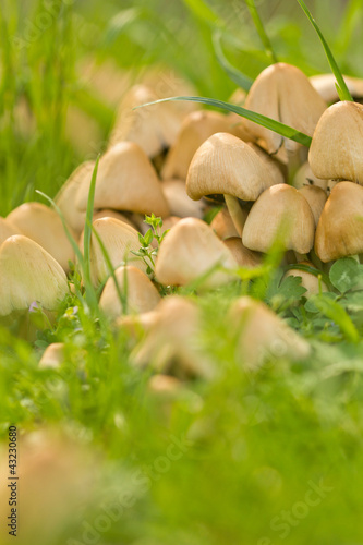 Photo: Mushrooms Mushrooms