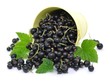 Johannisbeeren