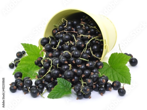Photo: Johannisbeeren Johannisbeeren
