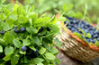 blueberries