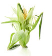 Corn isolated on white background