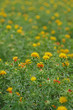 紅花畑　‐Safflower‐