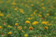 紅花の畑　‐Safflower‐