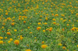 べにばな畑　‐Safflower‐