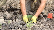 Video: Planting in the garden Planting in the garden