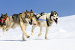 sportive dogs
