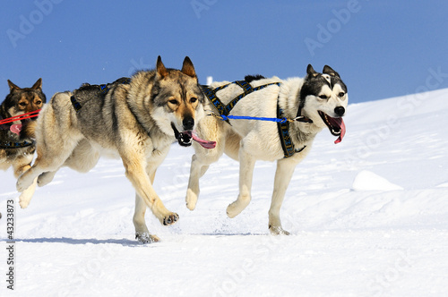 Photo: sportive dogs sportive dogs