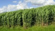 Chinaschilf, MIscanthus sinensis