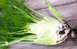 Frisch geernteter Fenchel