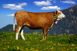 Beautiful Alpine landscape with cow.