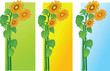 Vector: color backgrounds with sun flowers color backgrounds with sun flowers
