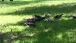 Pigeons on a lawn