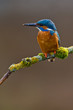 Common Kingfisher Alcedo atthis adult male