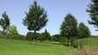 Video: Trees on a lawn Trees on a lawn