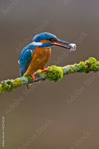 Photo: Common Kingfisher Alcedo atthis adult male Common Kingfisher Alcedo atthis adult male