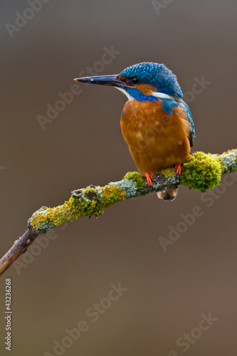 Photo: Common Kingfisher Alcedo atthis adult male Common Kingfisher Alcedo atthis adult male