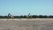 Giraffen im Etoscha Nationalpark
