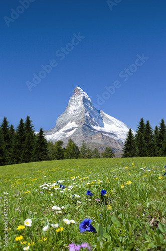 Foto: Matterhorn mit Bergwiese Matterhorn mit Bergwiese