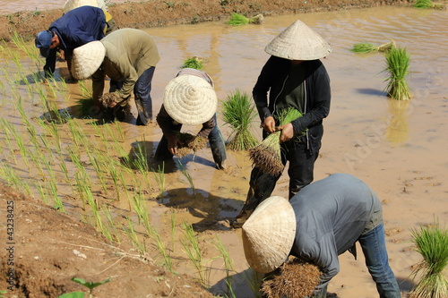 Photo: Planteuses de riz Planteuses de riz