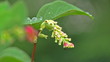 The ant creeps on a flower, is taken a close-up
