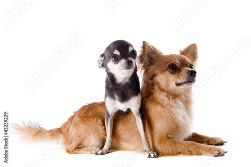 Photo: two chihuahuas two chihuahuas