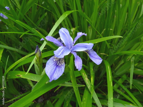 Photo: Iris Iris