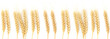 Wheat ears isolated on white