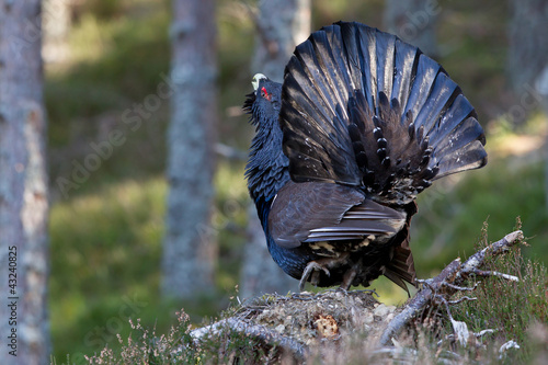 Photo: Capercaillie Tetrao urogallus adult male displaying Capercaillie Tetrao urogallus adult male displaying