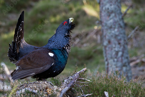 Photo: Capercaillie Tetrao urogallus adult male displaying Capercaillie Tetrao urogallus adult male displaying