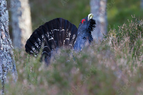 Photo: Capercaillie Tetrao urogallus adult male displaying Capercaillie Tetrao urogallus adult male displaying
