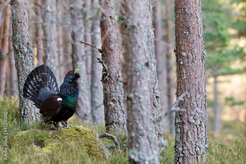 Photo: Capercaillie Tetrao urogallus adult male displaying Capercaillie Tetrao urogallus adult male displaying