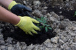 Foto: Plant Plant