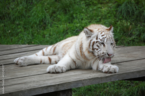 Photo: White Tiger Washing Himself White Tiger Washing Himself