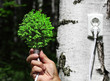 Photo: tree growing from the base of the light bulb tree growing from the base of the light bulb