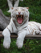 White Tigress Is Yawning