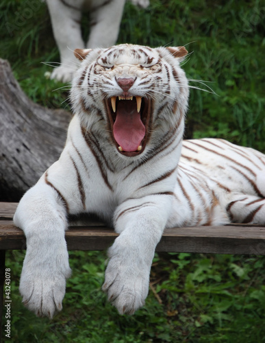 Photo: White Tigress Is Yawning White Tigress Is Yawning