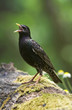 Foto: Starling Starling
