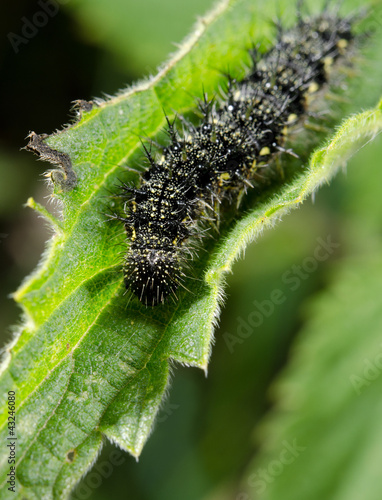 Photo: small tortoiseshell caterpillar focus on head small tortoiseshell caterpillar focus on head