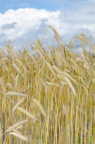 Foto: wheat field vertical, storm clouds wheat field vertical, storm clouds