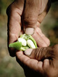 White bean in clove