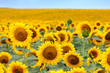 Foto: Beautiful sunflower field Beautiful sunflower field