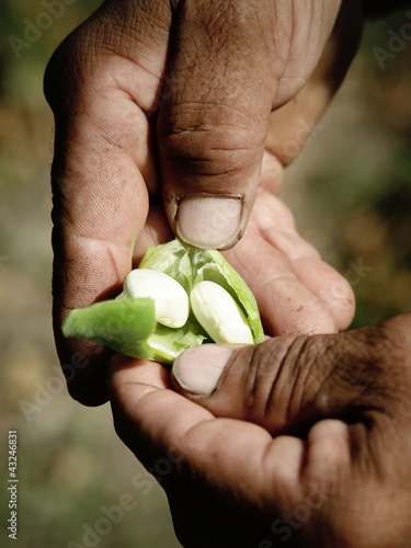 Photo: White bean in clove White bean in clove