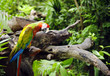 Colorful parrot in the jungle
